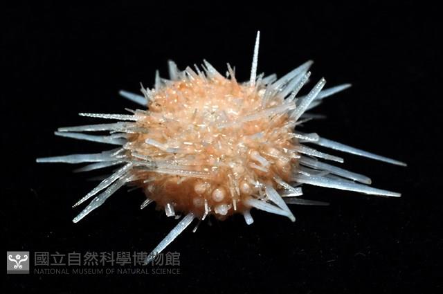 福氏鋸海膽藏品圖，第6張