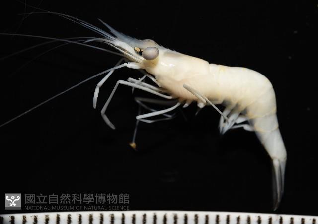 澳洲(南海)沼蝦藏品圖，第6張