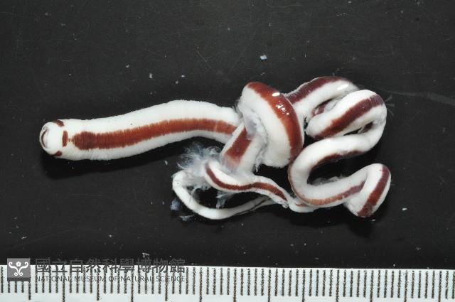 曙光無溝紐蟲藏品圖，第6張