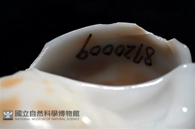 妃珍鳳螺藏品圖，第6張