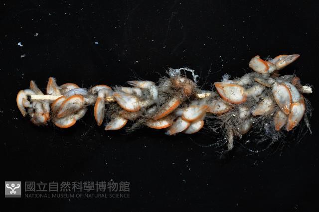 直板茗荷藏品圖，第6張