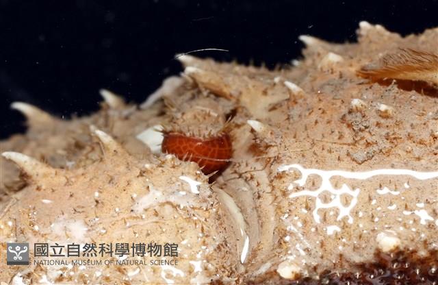 褐黃脊龍蝦藏品圖，第6張