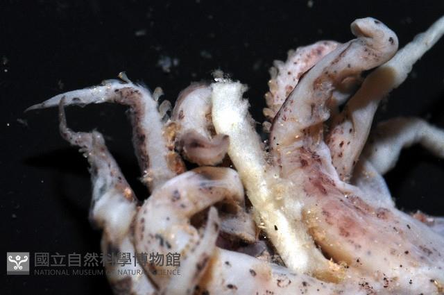 未知種皮羅魷魚藏品圖，第6張