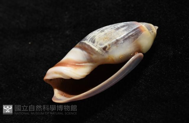 扭軸彈頭螺藏品圖，第6張