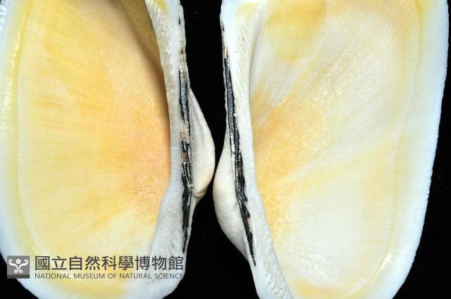 半扭魁蛤藏品圖，第6張