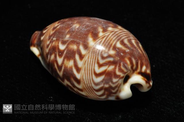 山水寶螺藏品圖，第6張
