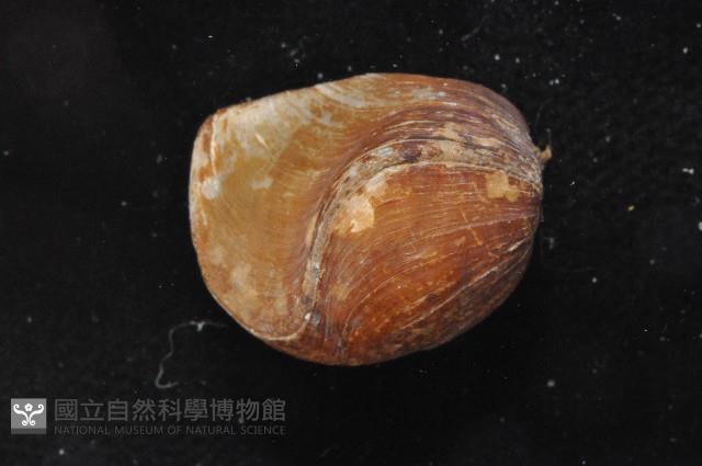 未知種酸漿貝藏品圖，第6張