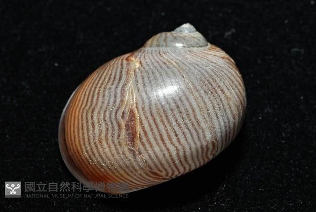 細紋玉螺藏品圖，第6張