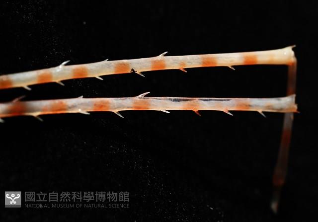 強壯蛛形蟹藏品圖，第6張