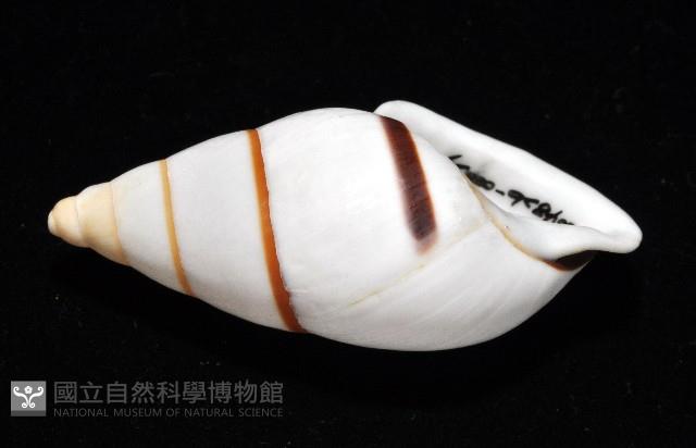 美嬌蝸牛藏品圖，第6張
