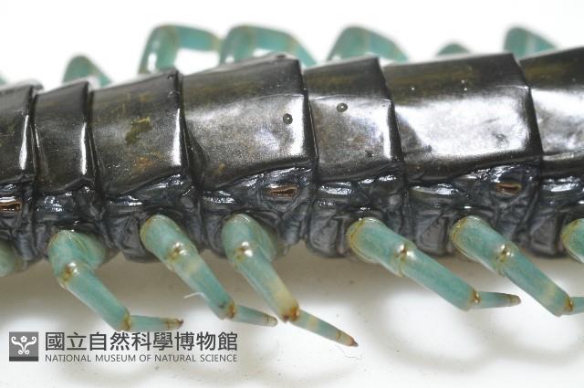 日本巨蜈蚣藏品圖，第6張