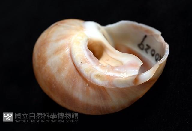 錫蘭鳳螺藏品圖，第6張