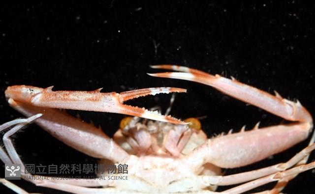 圓形狼牙蟹藏品圖，第6張