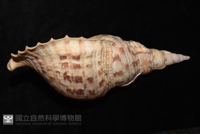 大法螺藏品圖，第6張