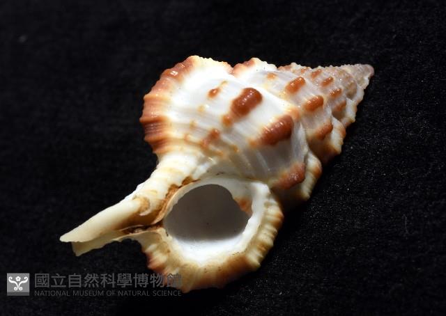 褐廇翼法螺藏品圖，第6張