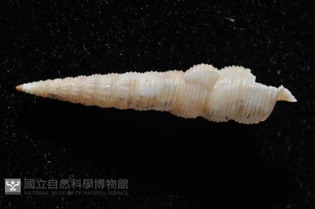 未知種左錐螺藏品圖，第6張