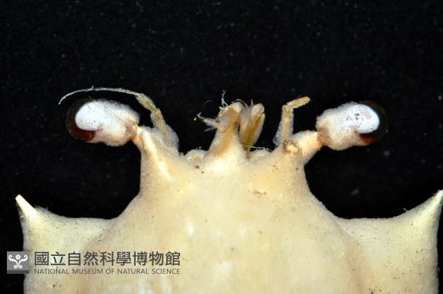 西伯加曼人面蟹藏品圖，第6張