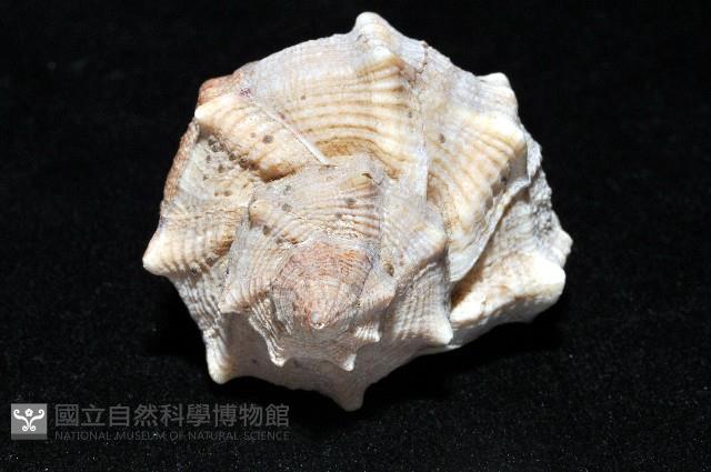 染料骨螺藏品圖，第6張
