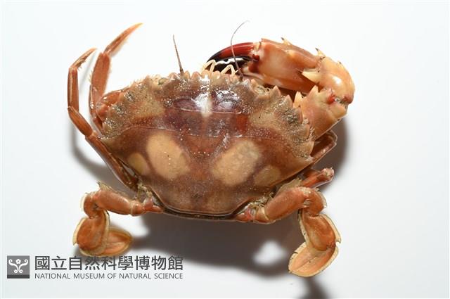 晶瑩蟳藏品圖，第5張