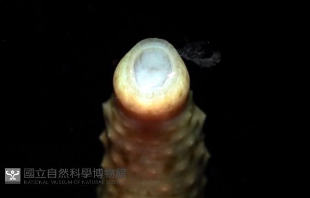 未知種海蛭藏品圖，第6張