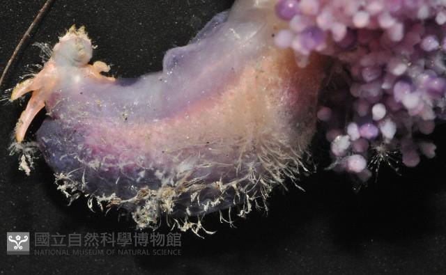深水旋刺寄居蟹藏品圖，第6張