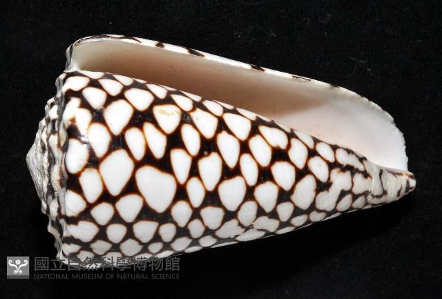 大理石芋螺藏品圖，第6張