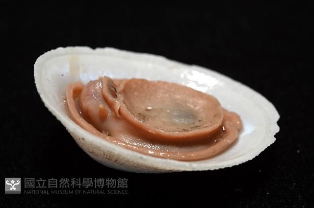尖頂梳齒笠螺藏品圖，第6張