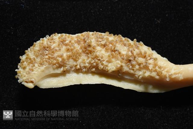 金烏賊藏品圖，第6張
