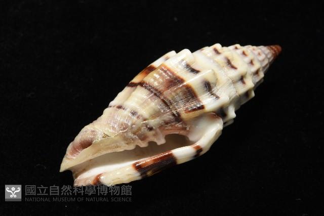 繩紋蛹筆螺藏品圖，第6張
