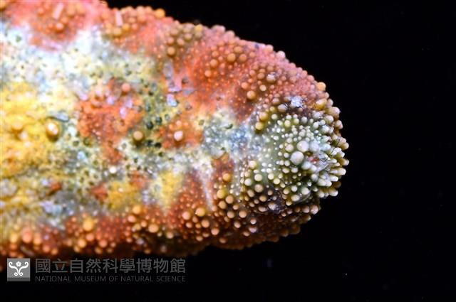 未知種花瘤海星 sp. 01藏品圖，第6張