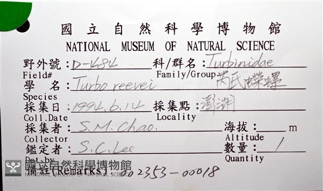 芮氏蠑螺藏品圖，第6張