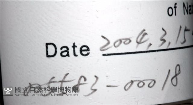 寬身舌蛭藏品圖，第6張