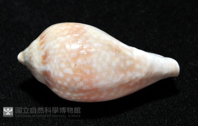 艷紅穀米螺藏品圖，第6張