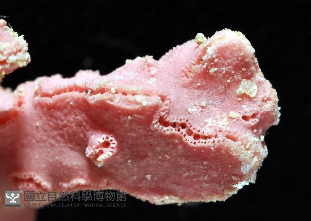 未知種側孔珊瑚藏品圖，第6張