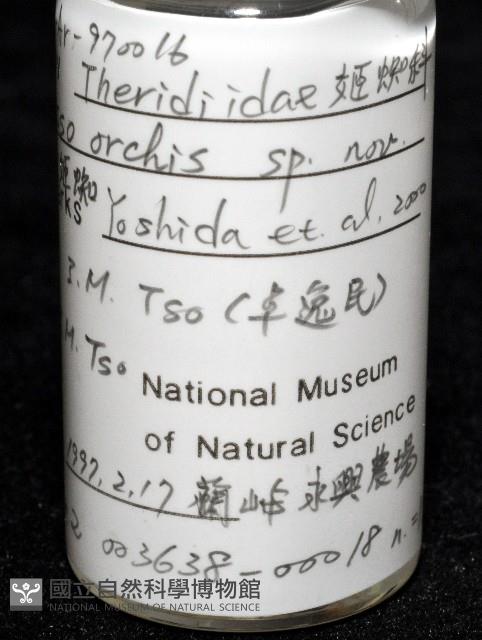 蘭嶼金姬蛛藏品圖，第6張
