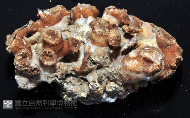 軸樹珊瑚(軸木珊瑚)藏品圖，第6張