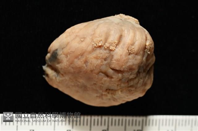 造殼海葵之一種藏品圖，第6張