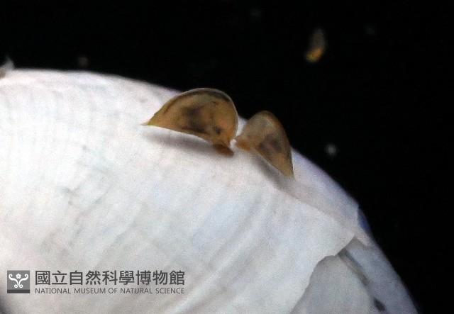 紫螺藏品圖，第6張