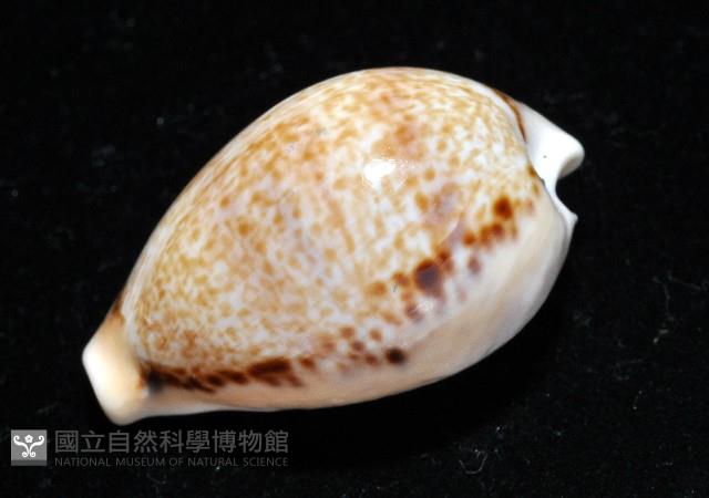 玉女寶螺藏品圖，第6張
