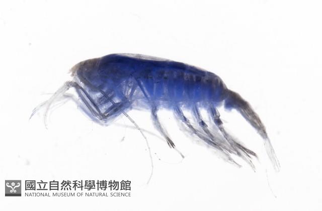 未知種橈足類藏品圖，第6張