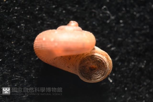斯文豪小山蝸牛藏品圖，第6張