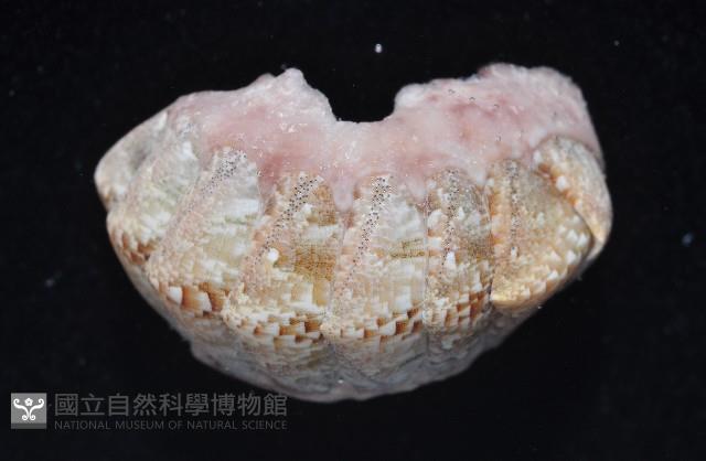鱗紋石鱉藏品圖，第6張