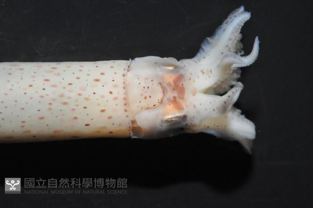 奧蘭鳶柔魚藏品圖，第6張