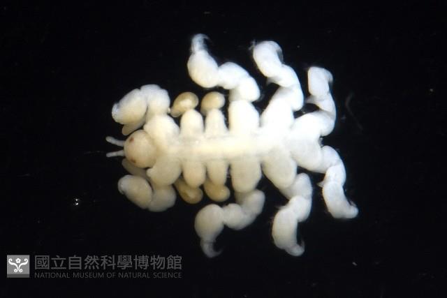 鯨虱的一種藏品圖，第6張