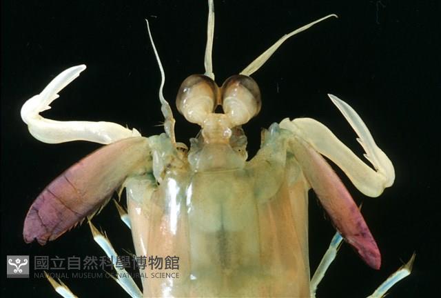 脊尾齒指蝦蛄藏品圖，第6張