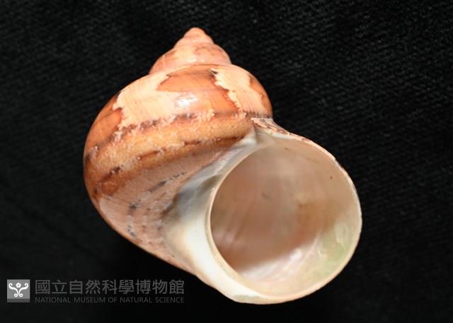 芮氏蠑螺藏品圖，第6張