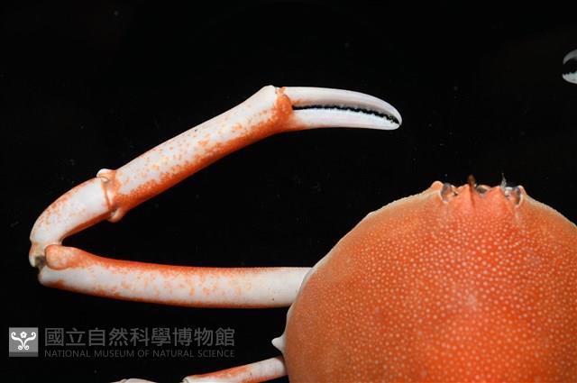 大等螯蟹藏品圖，第6張
