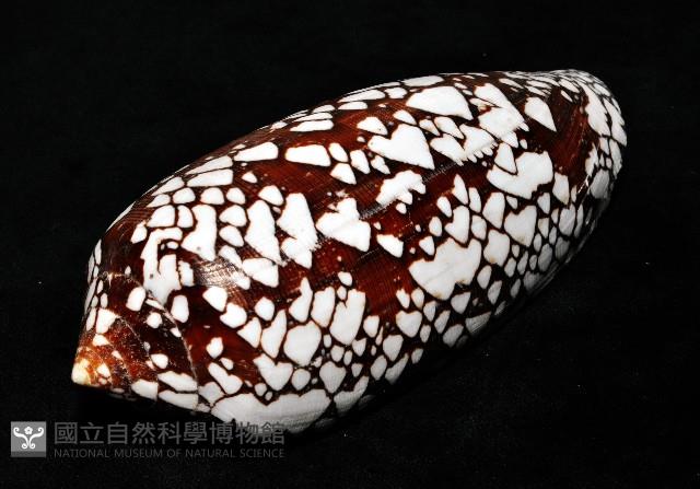 宮廷芋螺藏品圖，第6張
