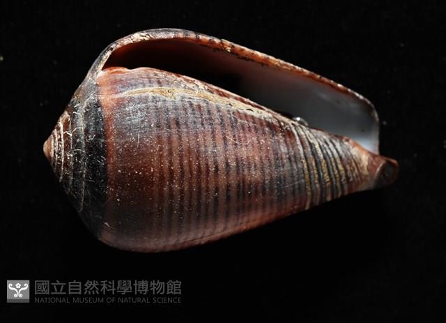 黑線芋螺藏品圖，第6張