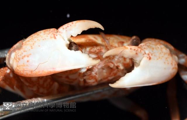 太陽強蟹藏品圖，第6張